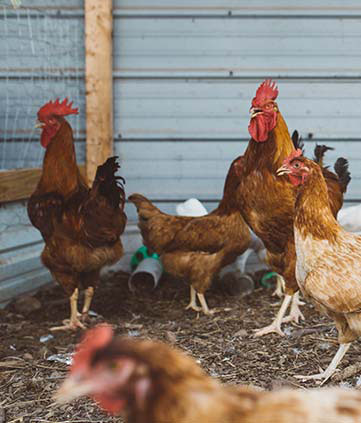 UC1 - Raising Organic Chicken