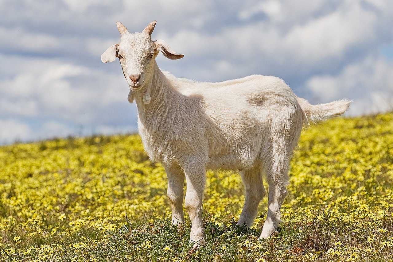 UC 2: Raise Organic Small Ruminants (Goat)